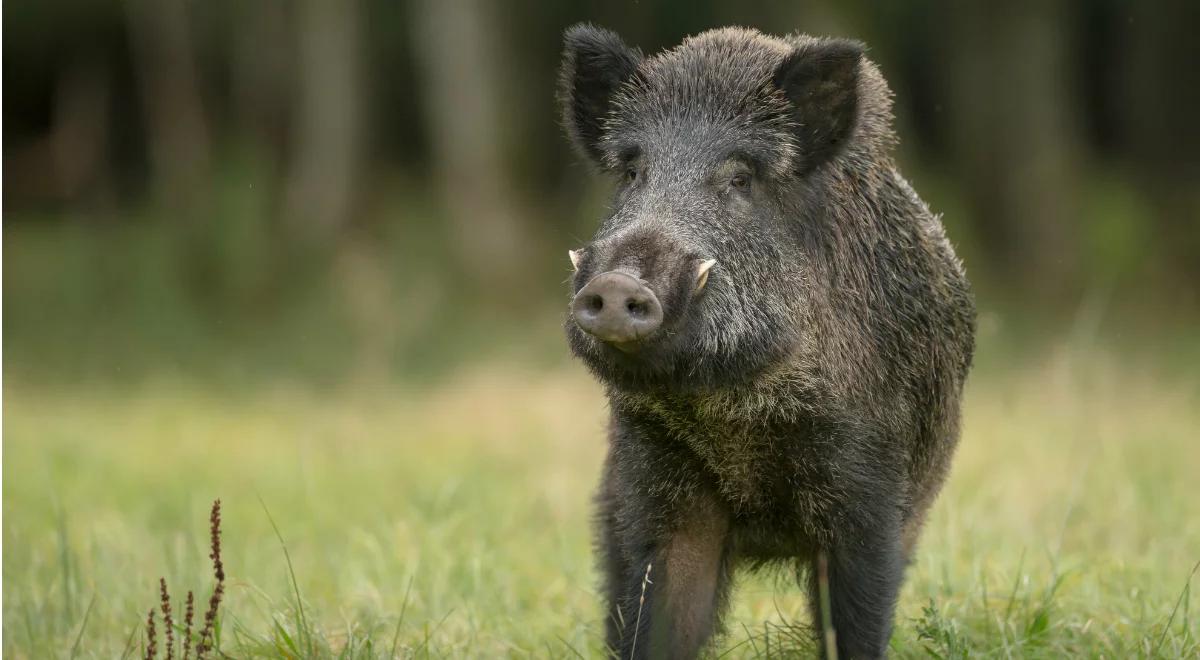 Niemcy boją się ASF. Wznoszą 120-kilometrowy płot na granicy z Polską