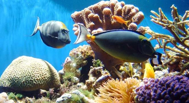 Tropikalne ryby przeżyją zmiany klimatu