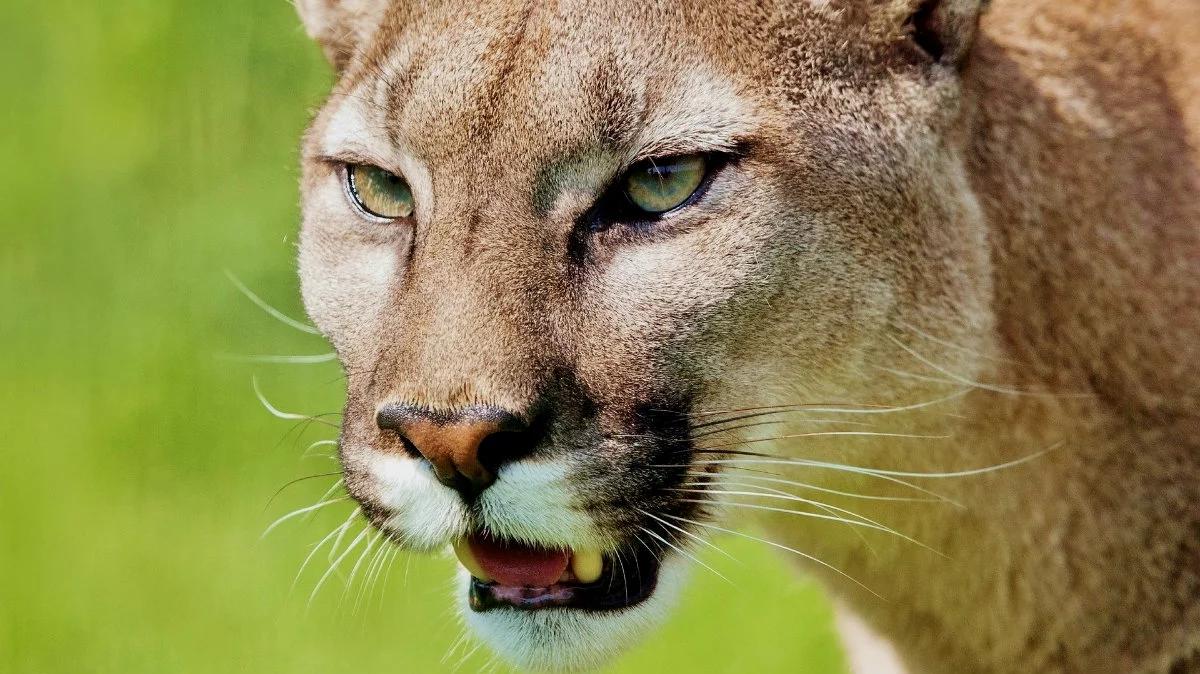 Czechy: drapieżna puma na wolności. Sieje postrach wśród okolicznych mieszkańców