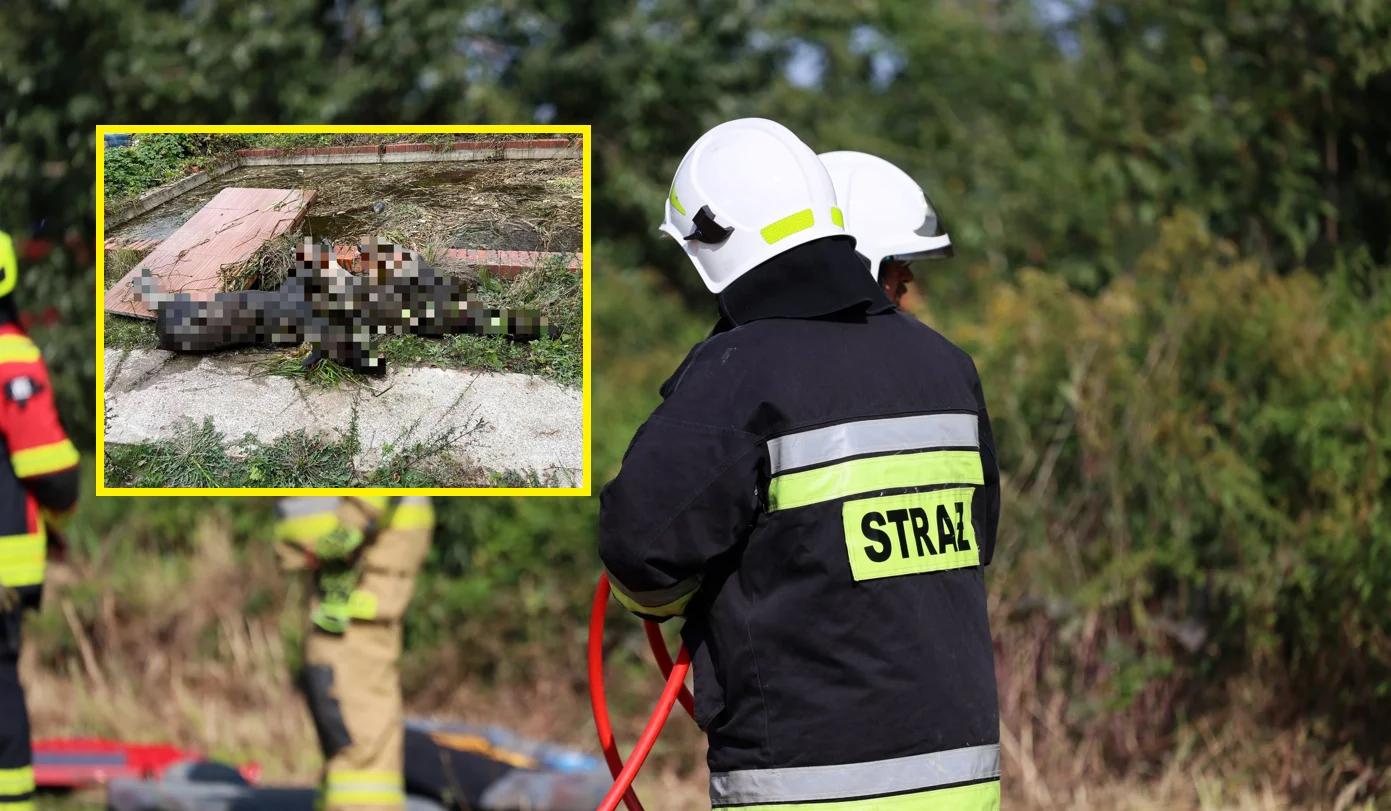 Tragedia w Murzynowie. Utopiły się dwa łosie