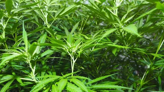 Marihuana już w legalnej sprzedaży w stanie Waszyngton