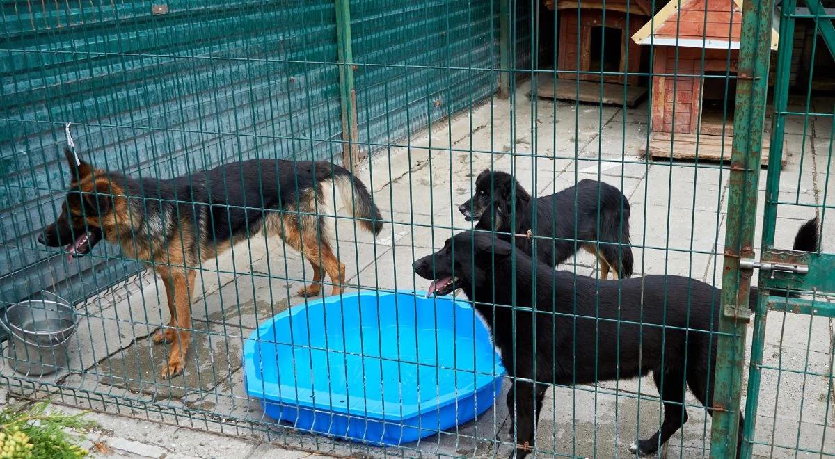 Schroniska dla zwierząt wstrzymują adopcję w czasie świąt Bożego Narodzenia. "To nie jest dobry pomysł na prezent"