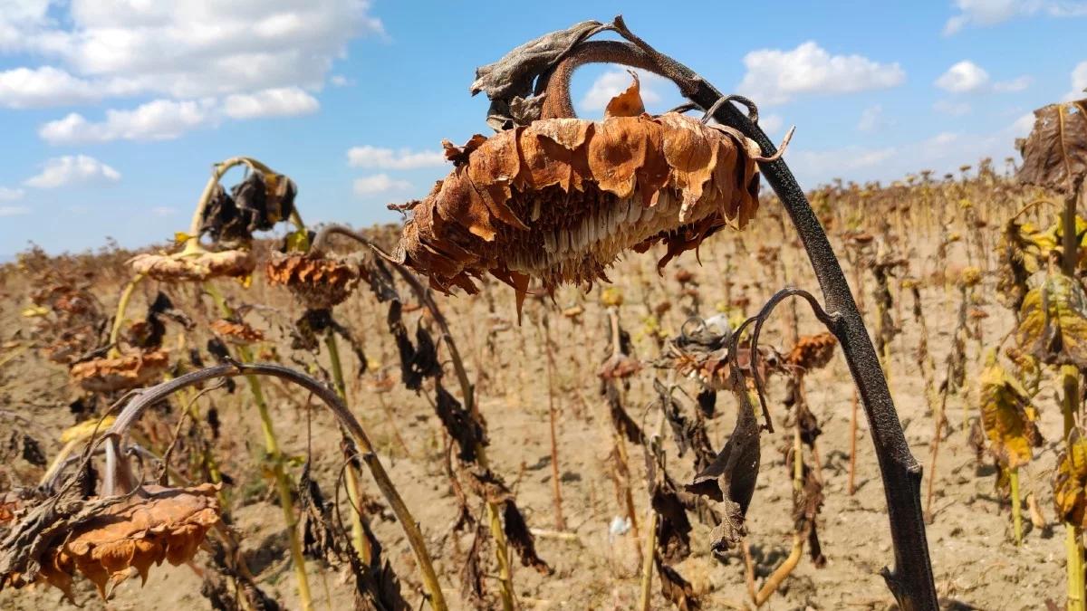 Sekretarz generalny ONZ: to był najcieplejszy rok w historii pomiarów