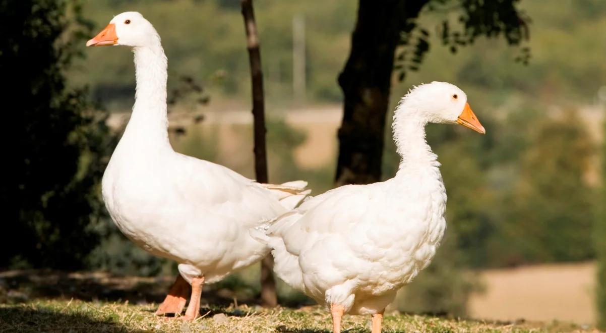 Gęsina nie tylko na Świętego Marcina. Spożycie i produkcja rośnie, ale wciąż daleko nam do Niemiec