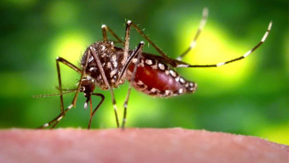 Pierwsze dwa potwierdzone zakażenia wirusem Zika w Polsce
