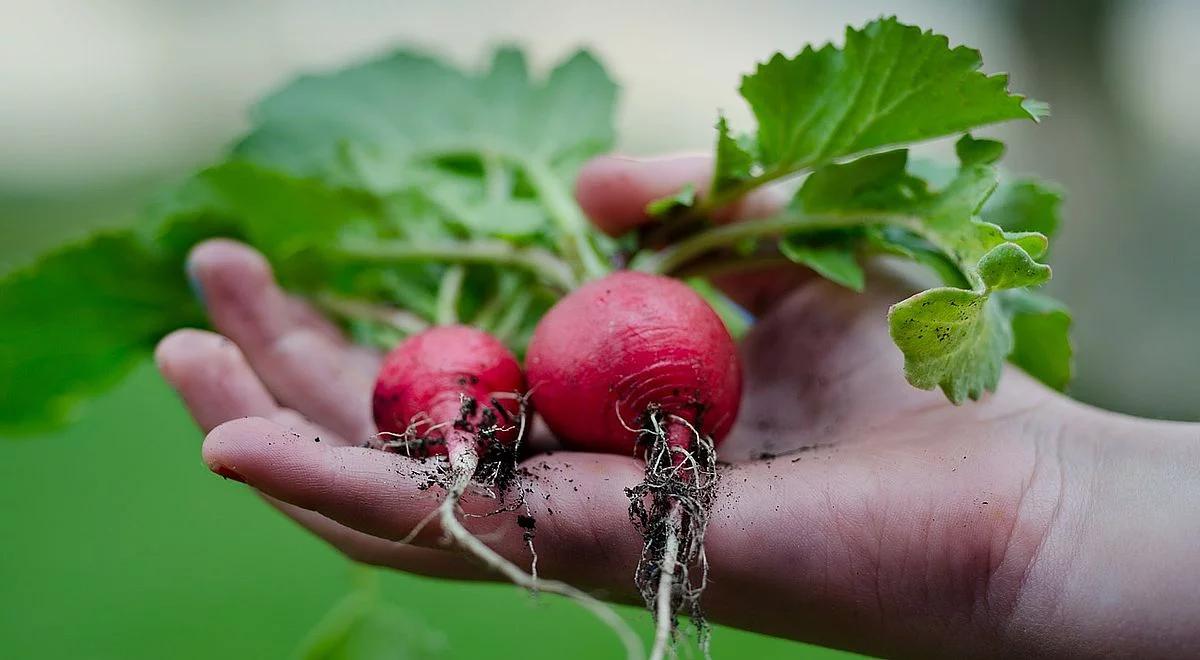 Zmiana w przydomowych ogródkach. Trawnik i tuje są passe. Liczy się bioróżnorodność