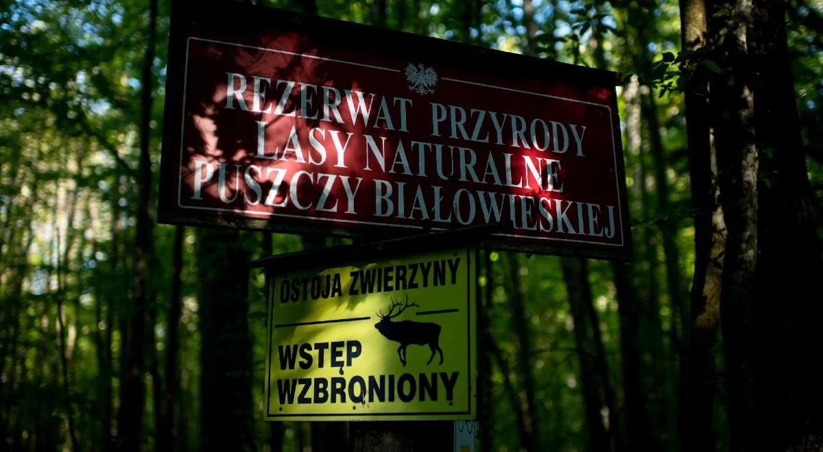 "Prace nie będą prowadzone w okresie lęgowym". Nowy aneks do planów dla Puszczy Białowieskiej