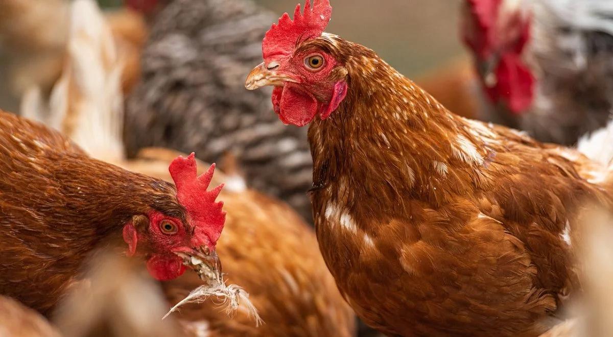 Warmińsko-mazurskie. Ptasia grypa atakuje, hodowcy wybijają całe stada