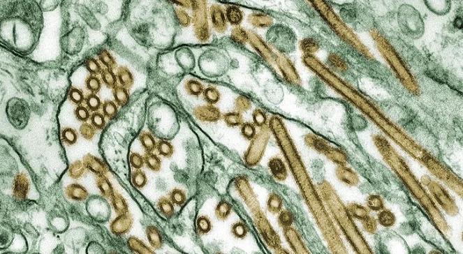 H5N1 zmutował. To "najstraszniejszy wirus świata"