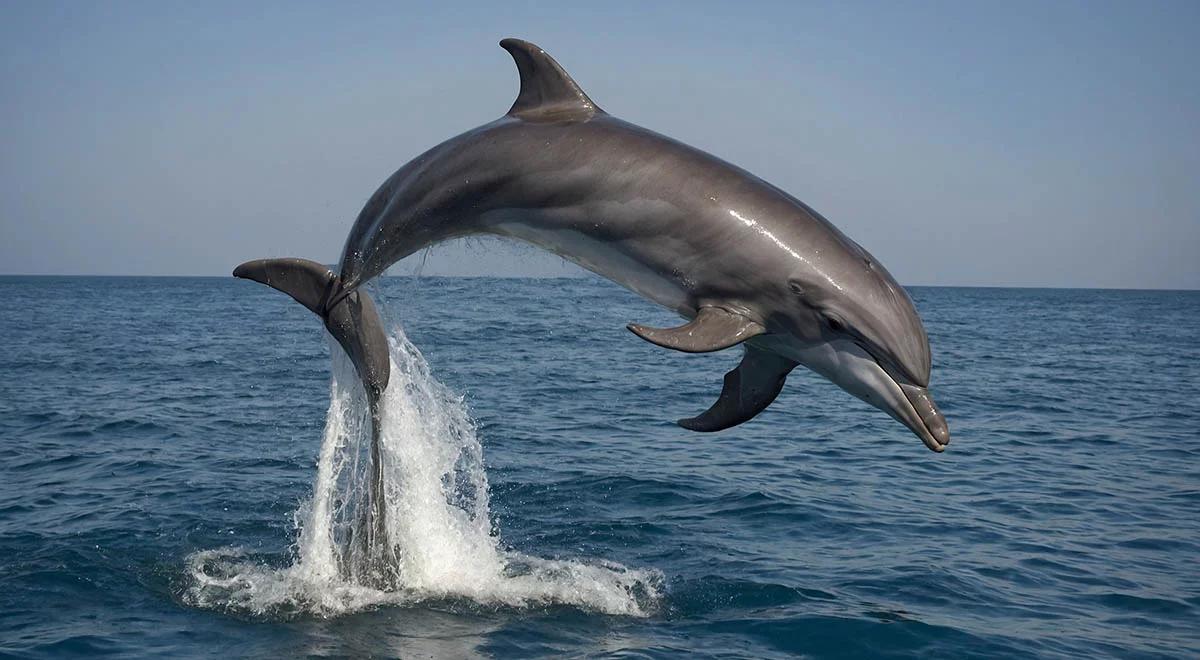 Seksualnie sfrustrowany delfin atakuje ludzi? Naukowcy szukają odpowiedzi