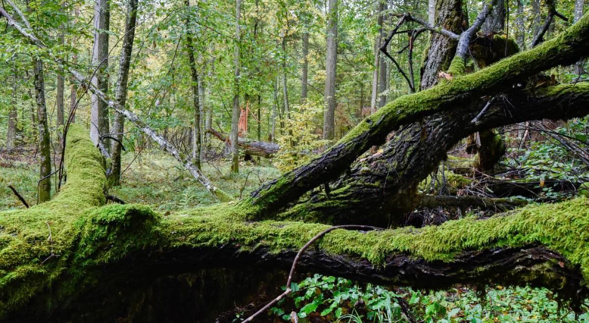 Zagrożenia dla polskich lasów. "To efekt zmian klimatycznych"