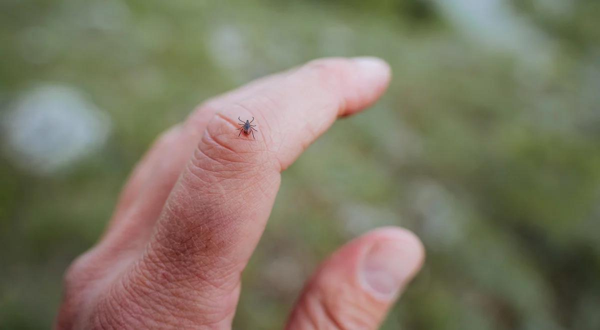 Rośnie liczba przypadków boreliozy i kleszczowego zapalenia mózgu. Konsekwencje choroby mogą być bardzo poważne