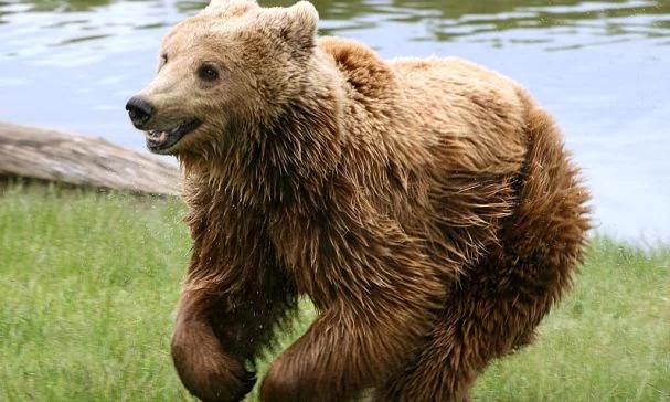 Bieszczady: mężczyzna przeżył atak niedźwiedzia