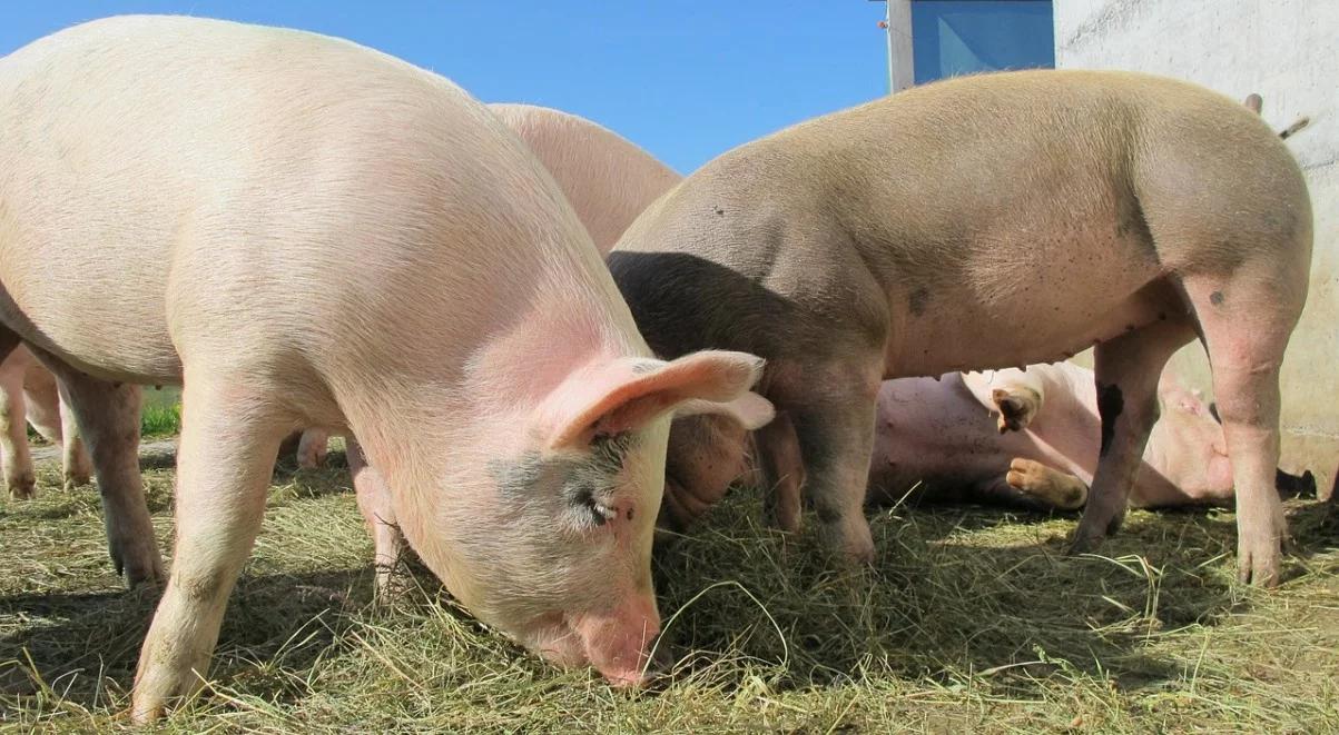 ASF: 830 tys. euro na pomoc dla polskich hodowców trzody