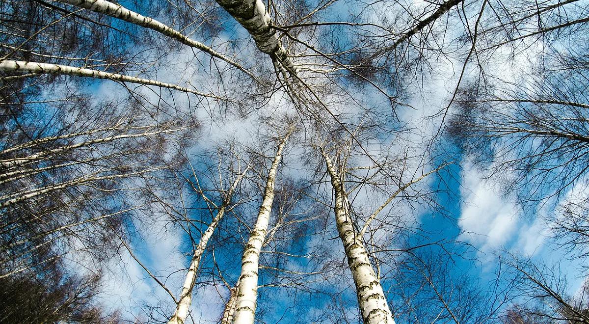 Nowe zasady wycinki wyhamowały wiele inwestycji