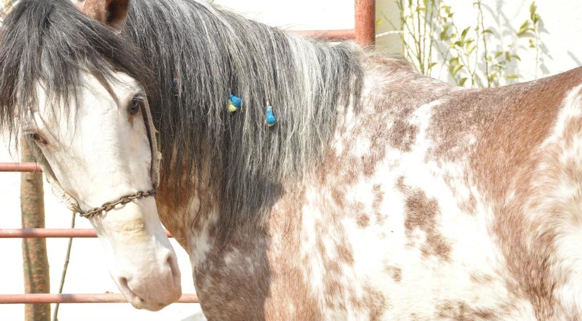 Naturalne piękno koni arabskich czystej krwi. Od dziś pokaz na Wyścigach