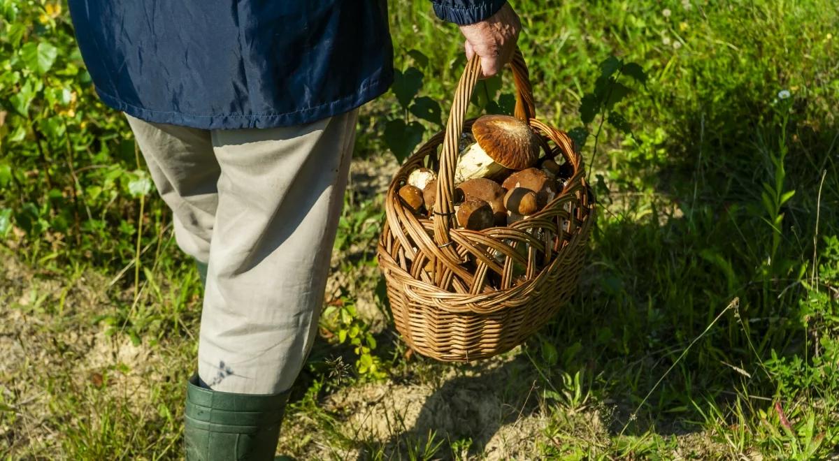 Jak nie zatruć się grzybami. Ekspert radzi i przestrzega