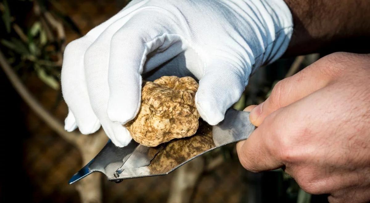Wyjątkowy "diament". Najmniejsza trufla na świecie sprzedana za gigantyczne pieniądze