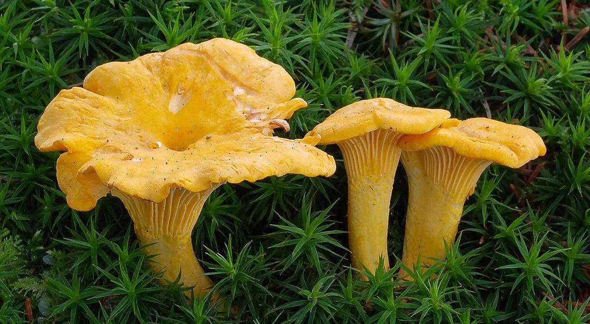 Zatrucie grzybami w Bydgoszczy. Matka i córka walczą o życie