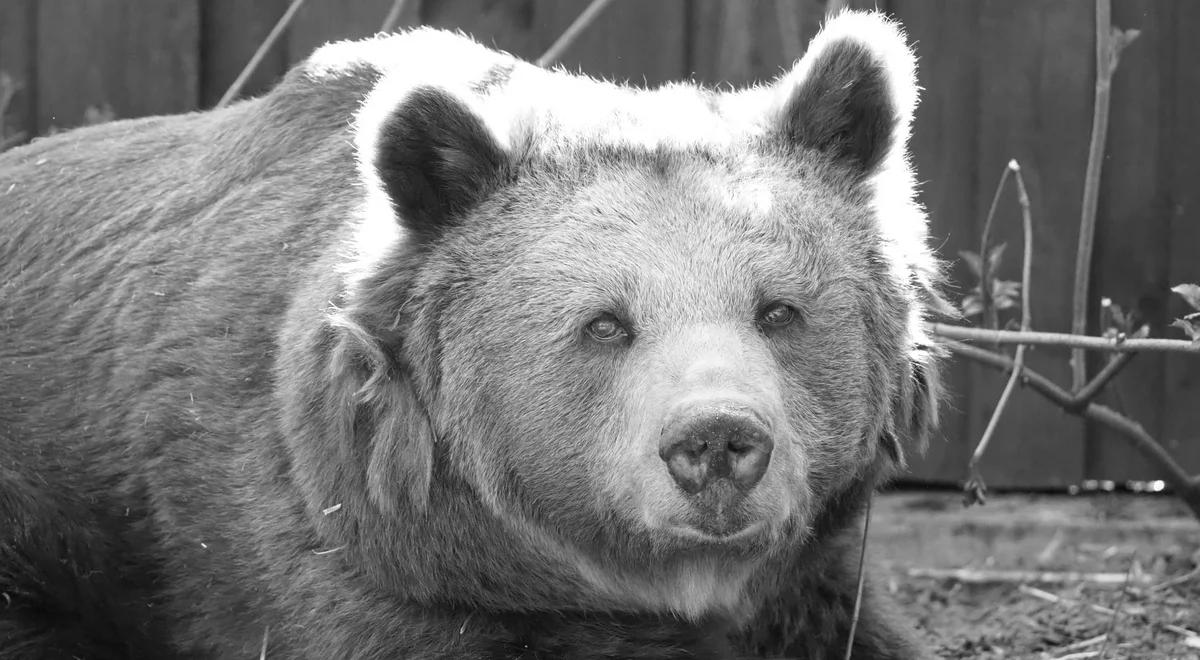 Nie żyje niedźwiedzica Tatra. Była jedną z najstarszych podopiecznych warszawskiego zoo