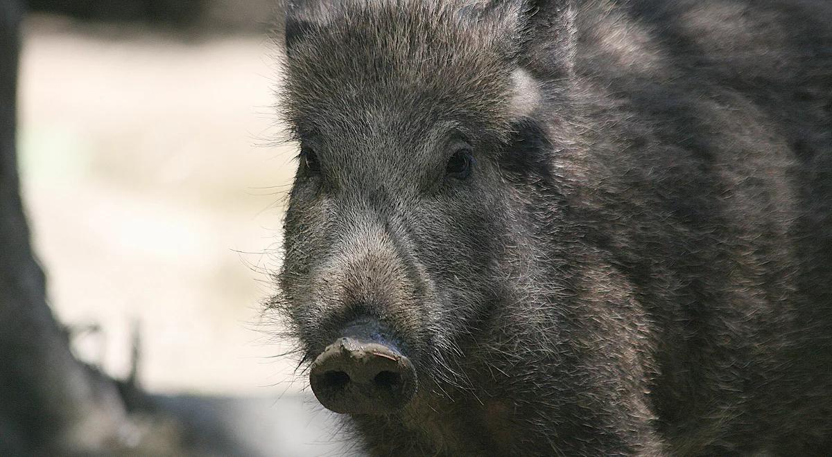 Rybnik: mężczyzna w trakcie grzybobrania został zaatakowany przez dziki