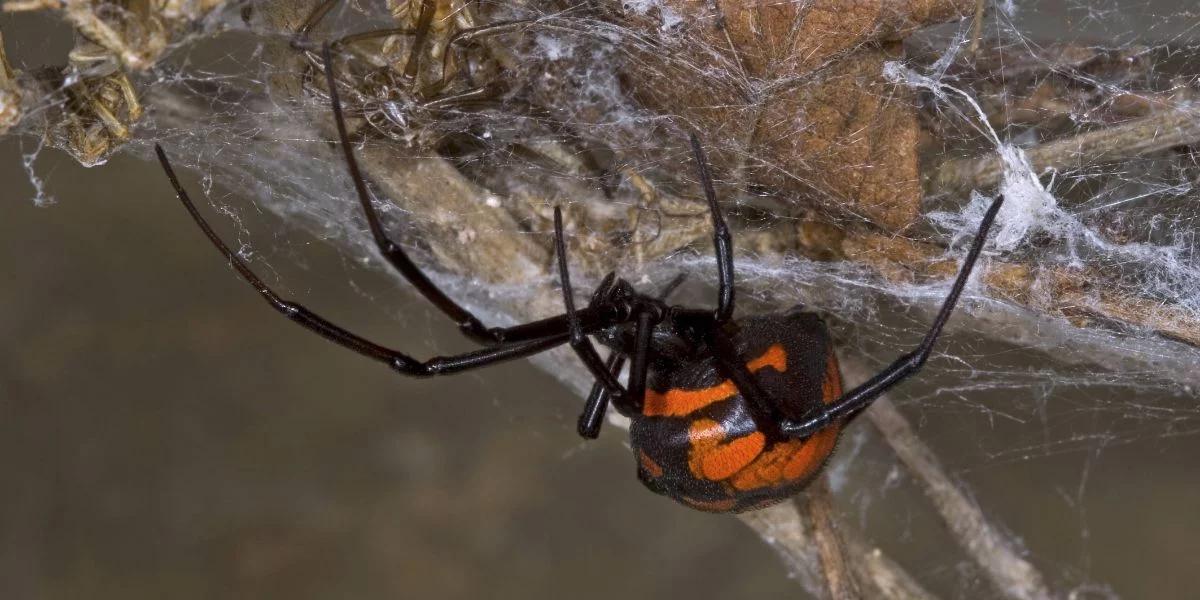 Czarne wdowy w porcie w Gdańsku. Jadowite pająki odkryte w zagranicznym transporcie