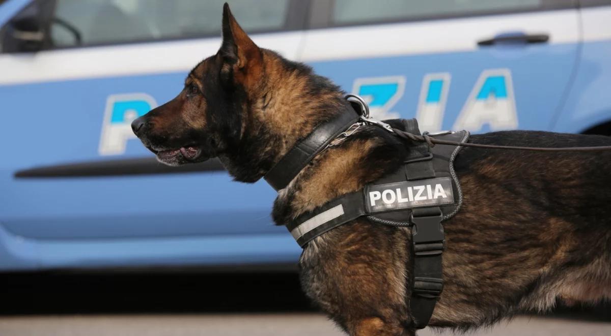 Włochy: mafia wydała wyrok na psa-tropiciela narkotyków