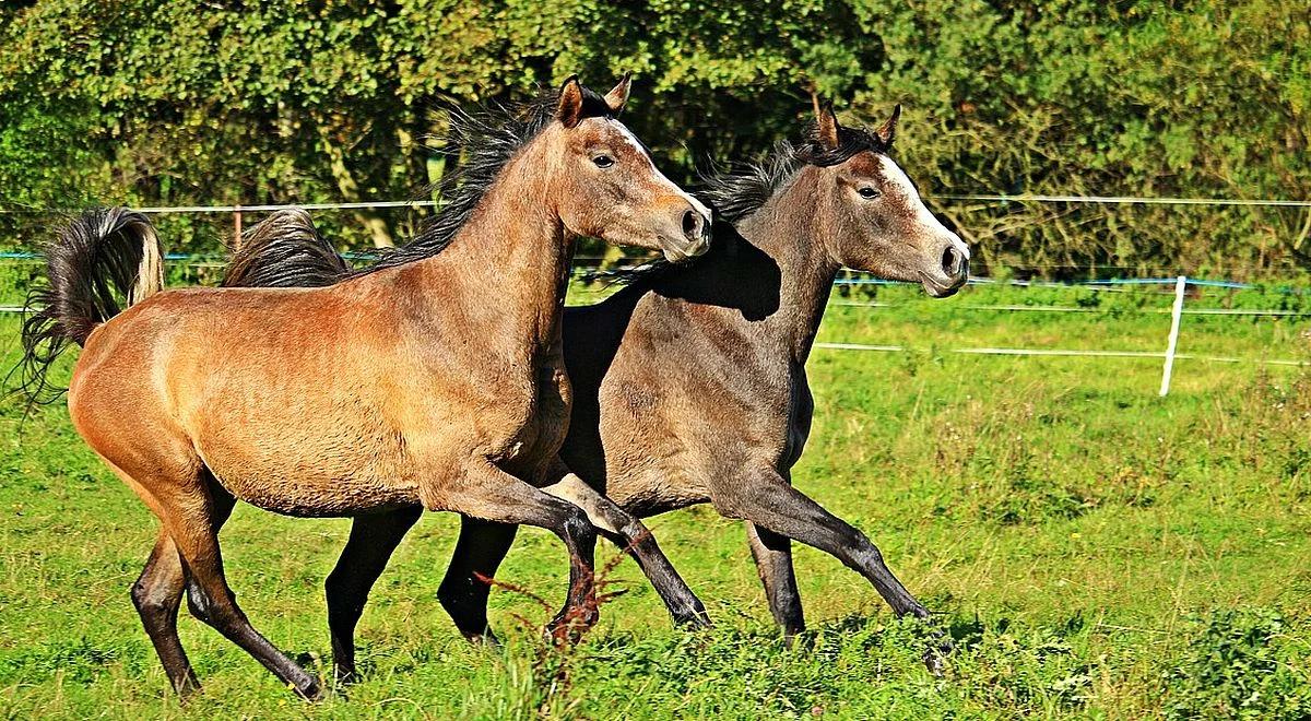 Święto konia arabskiego w Janowie Podlaskim. Rekord zapisów na czempionatowe pokazy