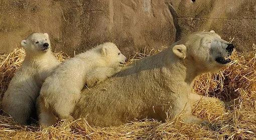 Aleut i Gregor - polarne bliźniaki urodziły się w zoo w Norymberdze (wideo)