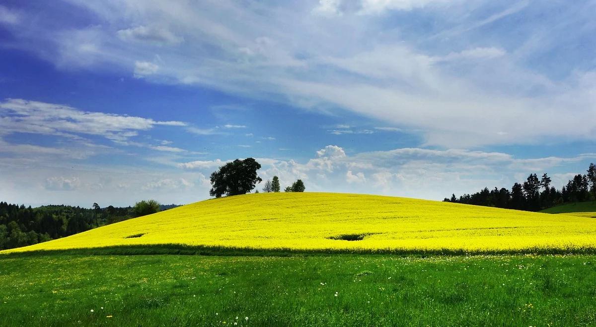 Dlaczego tak niewielu rolników w Polsce ubezpiecza uprawy?