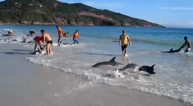 Plażowicze uratowali stado delfinów [wideo]