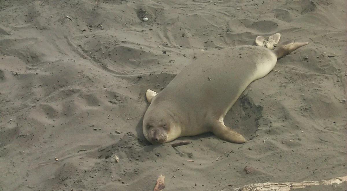 Foka na polskiej plaży? Zgłoś to, ale nie podchodź do zwierzęcia