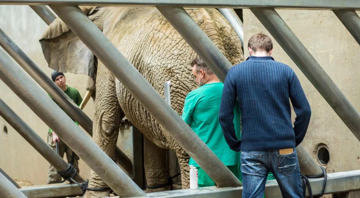 Poznańskie zoo chce spalić ciosy słonicy Lindy. Zwrócenie uwagi na ważny problem 