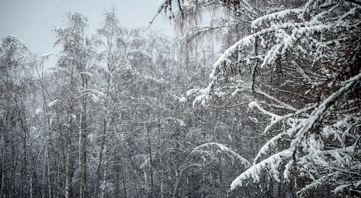 Silny mróz, porywisty wiatr, burze śnieżne. IMGW ostrzega przed nawałnicami