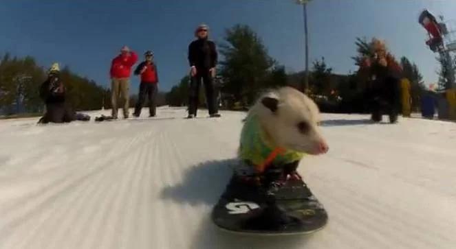 Popisy czworonoga na desce snowboardowej