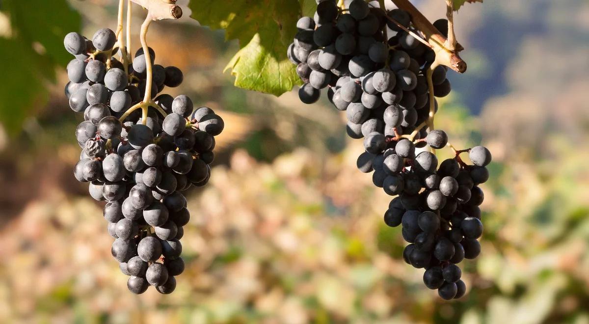 ARR przypomina o deklaracjach od producentów wina