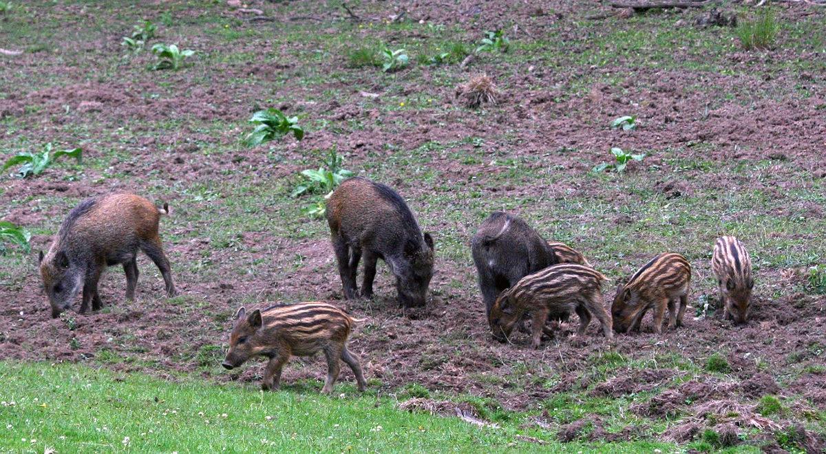 Warszawa: będzie odstrzał i odławianie dzików