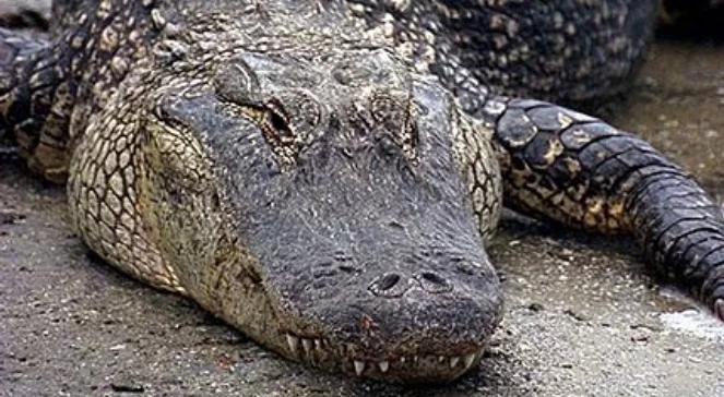 Aligator zjadł mu rękę. Oskarżony o “nielegalne karmienie”