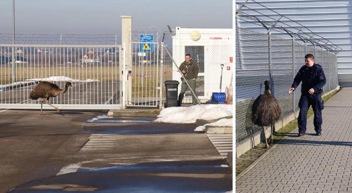 Nielot wśród fruwających maszyn. Struś wybrał się na lotnisko w Świdniku