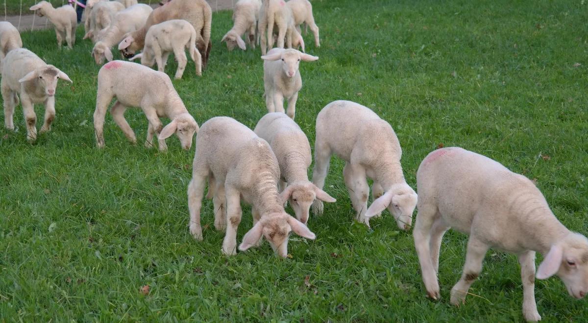 Do 31 lipca wnioski o pomoc przy zakupie jagniąt, owiec, jałówek