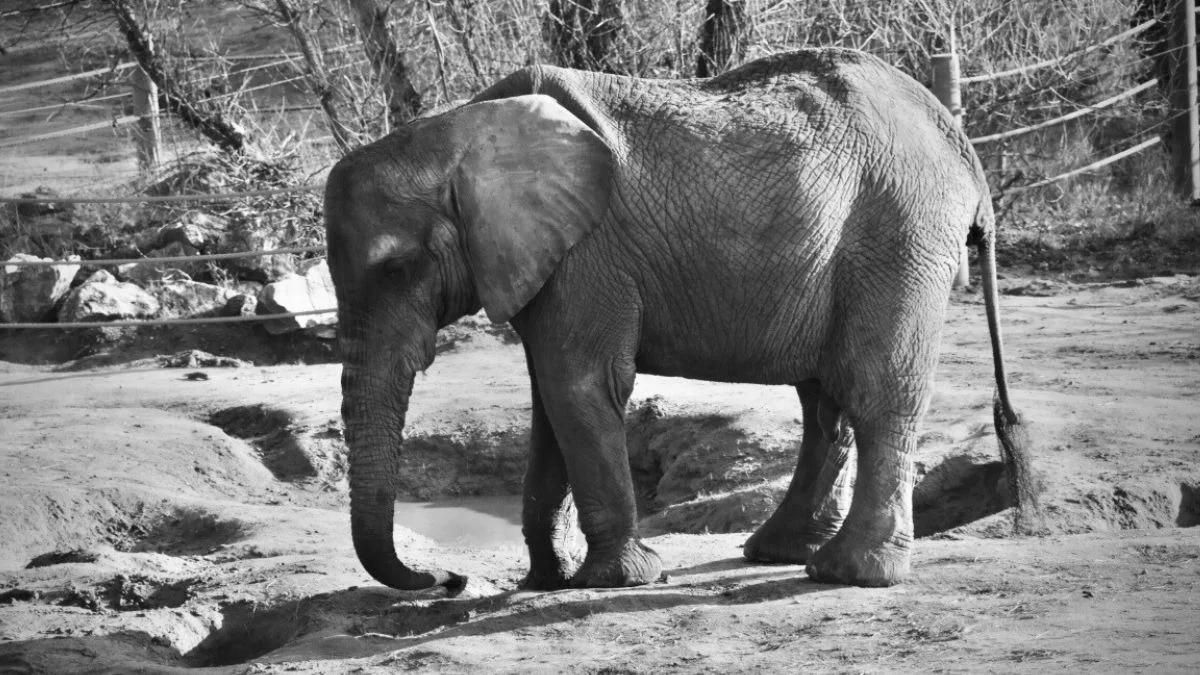 Słonica Kinga nie żyje. Żałoba w poznańskim zoo. "Tragiczny wypadek"