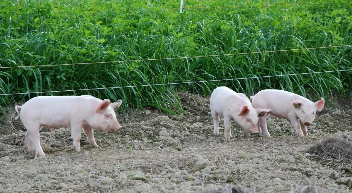 ASF: szansa na zwiększenie skupu trzody chlewnej