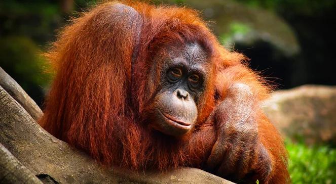 Młodzież ratuje orangutany 