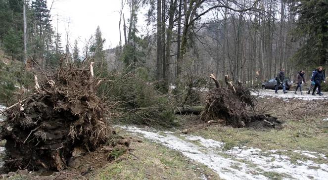 Halny w Zakopanem. Burmistrz: Bogu dziękuję, że nie ma ofiar śmiertelnych