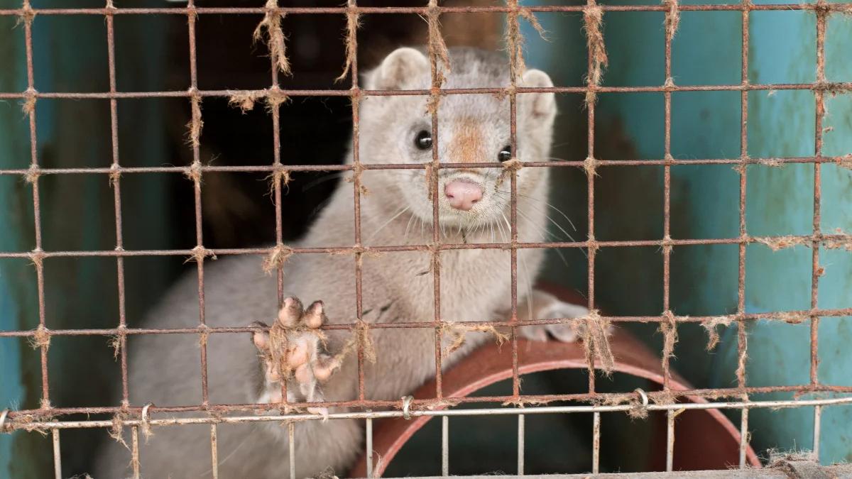 Zakaz hodowli zwierząt na futra. "Ta ustawa to bardzo dobra umowa społeczna"
