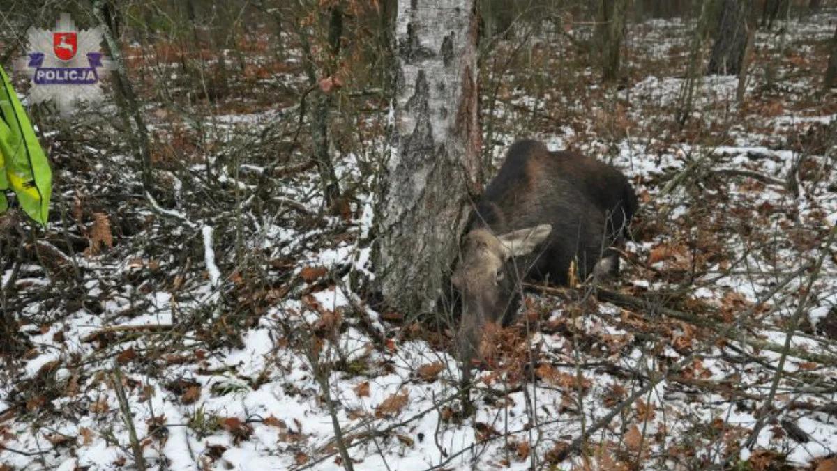 Myśliwy z Norwegii zabił na Lubelszczyźnie chronione zwierzęta