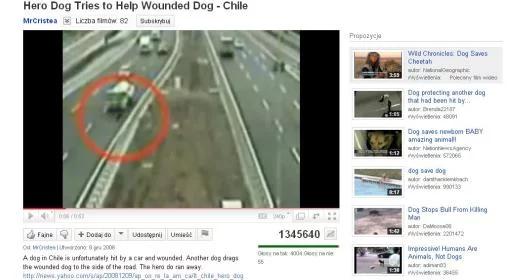Chile: bohaterski pies uratował swojego kumpla. Zobacz wideo