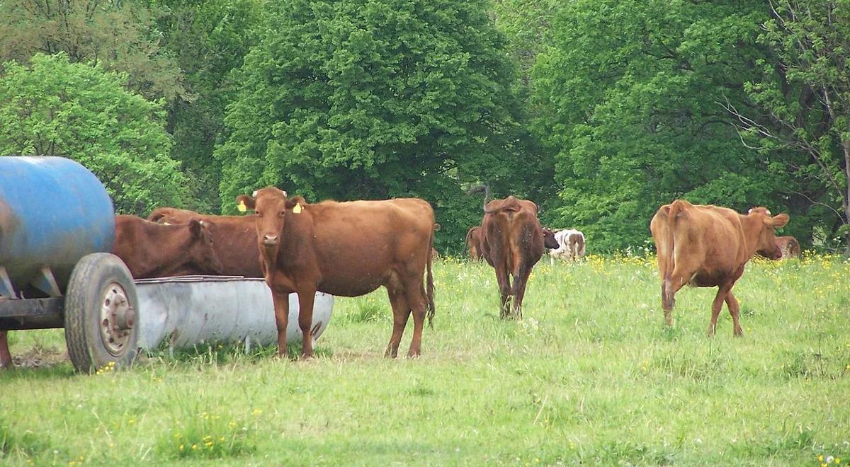 W Poznaniu wystawa polskich zwierząt hodowlanych