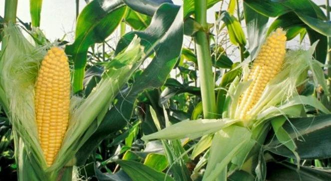 Słabe zbiory kukurydzy przełożą się na sytuację na rynku pasz?