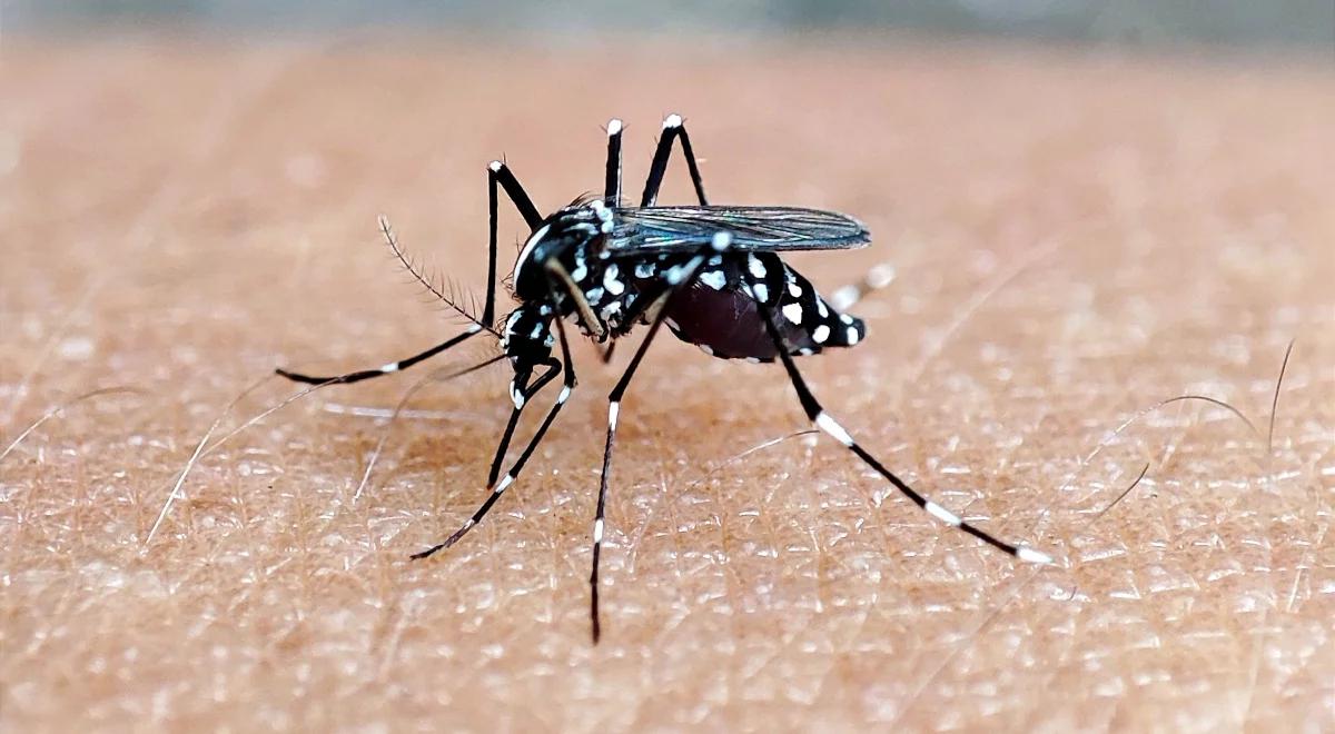 Czy grozi nam epidemia dengi? Plaga groźnych komarów w Europie